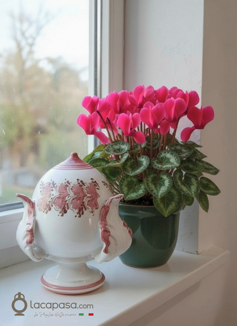 CICLAMINO - Pumo Pugliese - Lacapasa.com